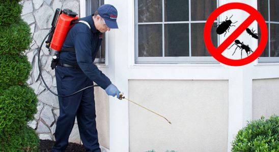 Kumru Hamam Böceği İlaçlama böcek ilaçlama ve haşere kontrolü — ilaclama-tr.com